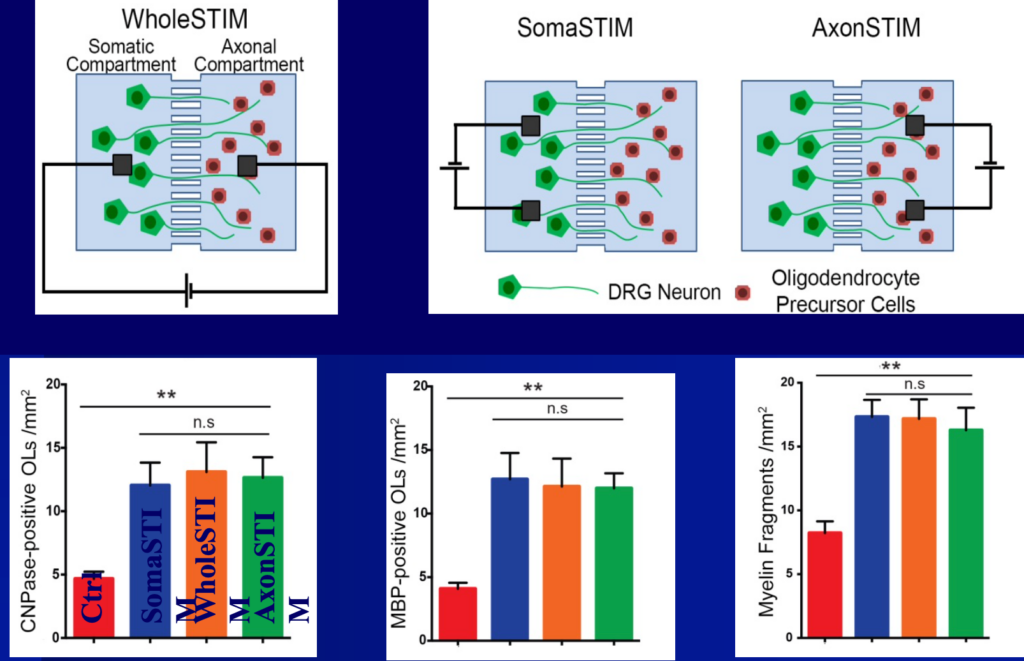 Electrical stimulation at the stoma, axons, or both will all result in myelin regeneration